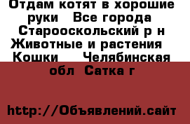 Отдам котят в хорошие руки - Все города, Старооскольский р-н Животные и растения » Кошки   . Челябинская обл.,Сатка г.